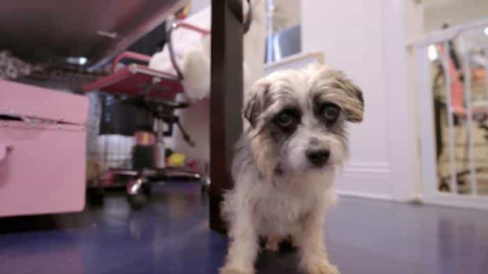 نقد و بررسی سریال سگ‌های وندربامپ محصول سال 2021 | چی‌بینو