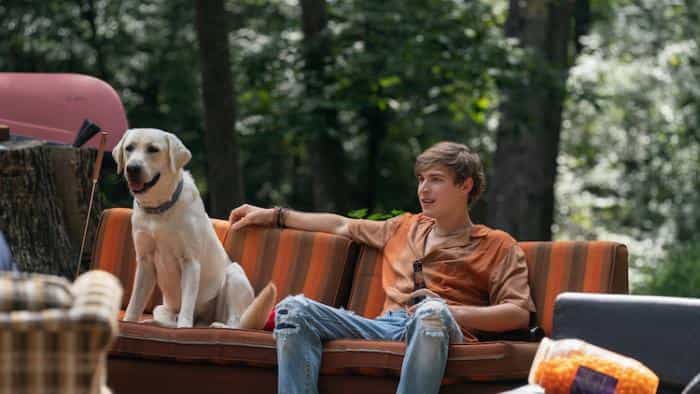 تماشای فیلم سگ گمشده محصول سال 2023 | چیبینو