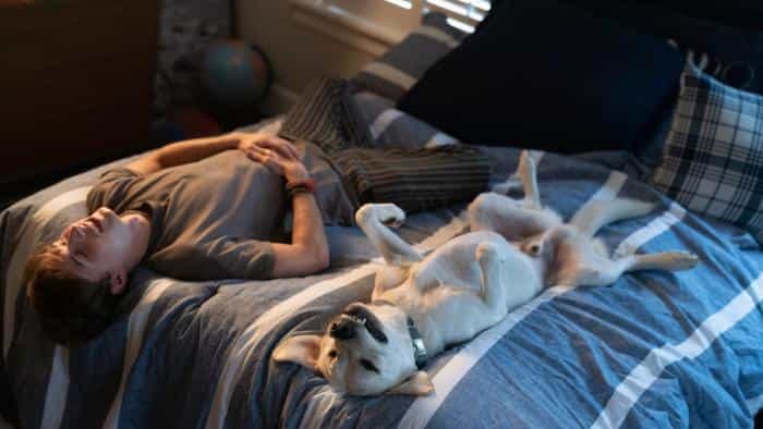 تماشای فیلم سگ گمشده محصول سال 2023 | چیبینو