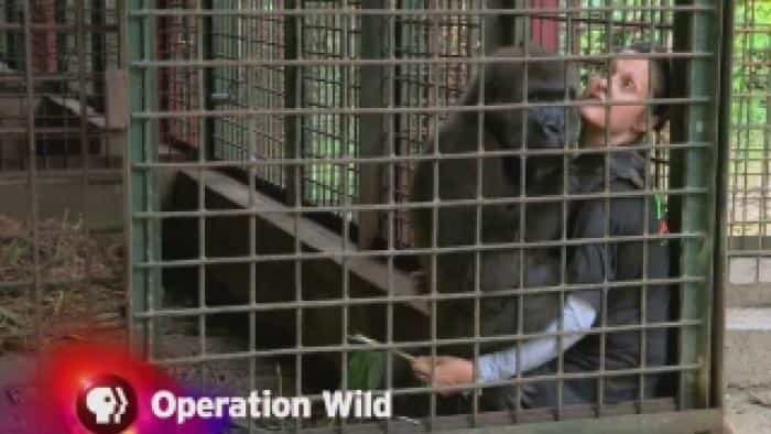 نقد و بررسی سریال عملیات طبیعت وحشی محصول سال 2010 | چی‌بینو