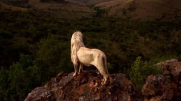 تماشای فیلم شیر سفید محصول سال 2010 | چی‌بینو