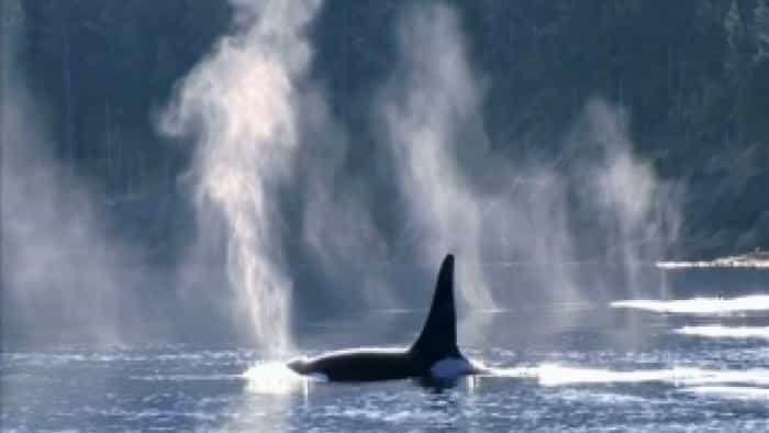 نقد و بررسی فیلم نهنگ محصول سال 2011 | چی‌بینو