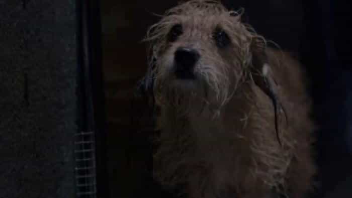 نقد و بررسی فیلم بنجی محصول سال 2018 | چیبینو