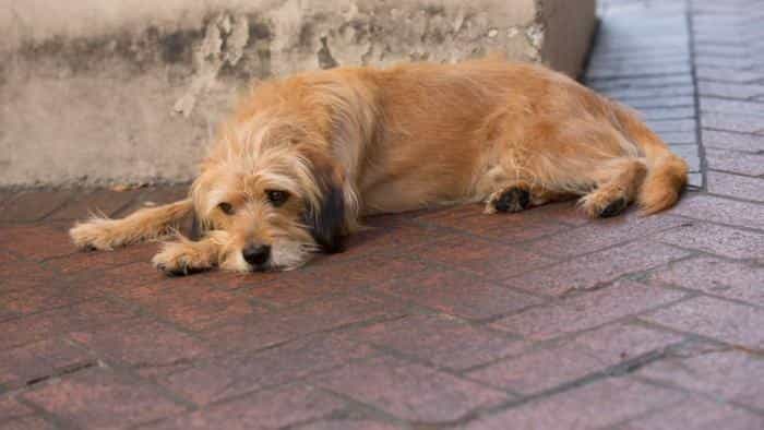 نقد و بررسی فیلم بنجی محصول سال 2018 | چیبینو