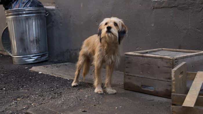 نقد و بررسی فیلم بنجی محصول سال 2018 | چیبینو