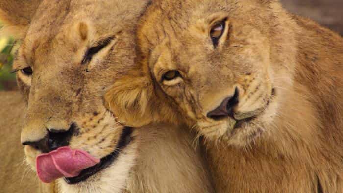 تماشای فیلم نجات از بهشت: یک داستان خانوادگی (2022)