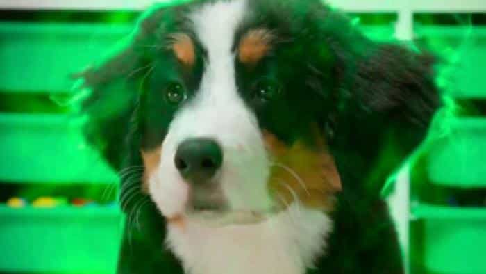 تماشای سریال توله‌سگ‌های قهرمان محصول سال 2022 | چی‌بینو