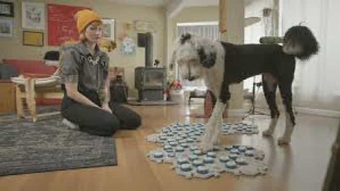 نقد و بررسی سریال زندگی پنهان حیوانات خانگی (2022) | چی‌بینو