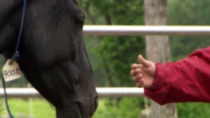 نقد و بررسی فیلم اسب وحشی، سواری وحشی (2011) | چی‌بینو