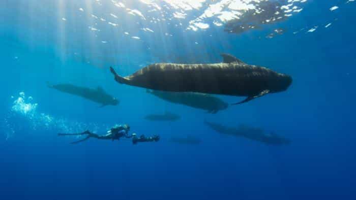 نقد و بررسی سریال ماجراجویی‌های حماسی با برتی گریگوری (2022)