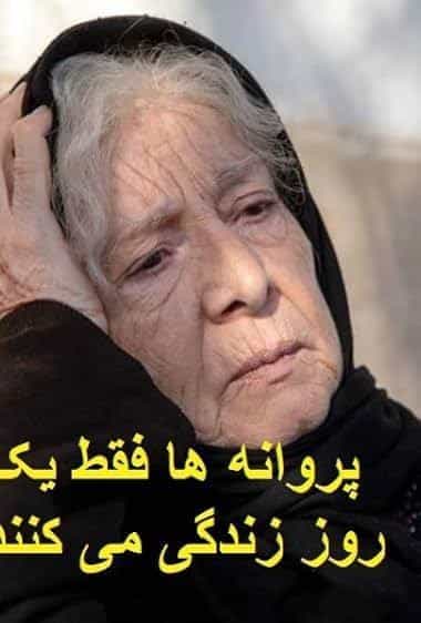 پروانه‌ها فقط یک روز زندگی می‌کنند.