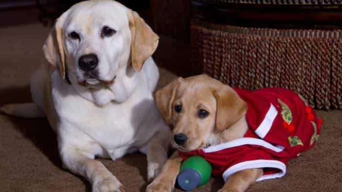 نقد و بررسی فیلم سگی که تعطیلات را نجات داد (2012) | چی‌بینو