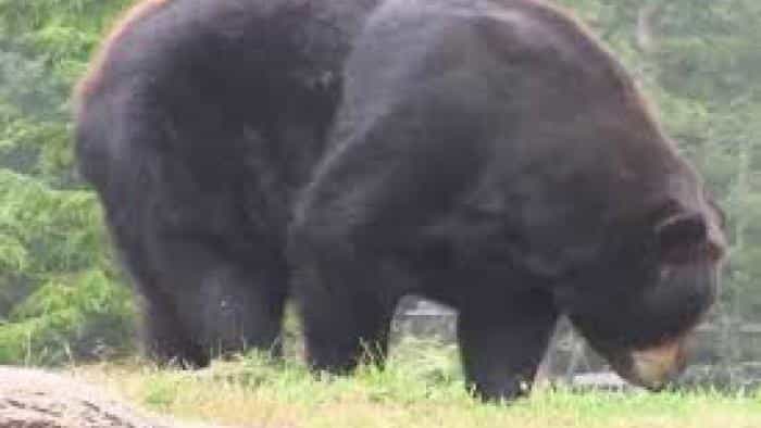 نقد و بررسی سریال اکتشاف علم جانورشناسی (2012) | چی‌بینو