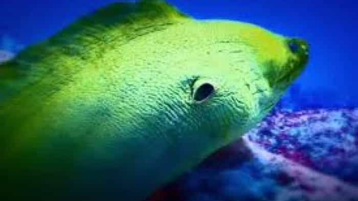 نقد و بررسی سریال اکتشاف علم جانورشناسی (2012) | چی‌بینو