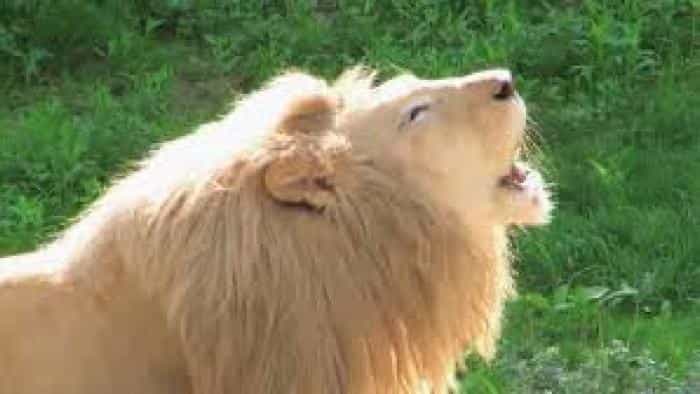 نقد و بررسی سریال اکتشاف علم جانورشناسی (2012) | چی‌بینو