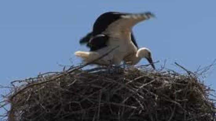 نقد و بررسی سریال اکتشاف علم جانورشناسی (2012) | چی‌بینو