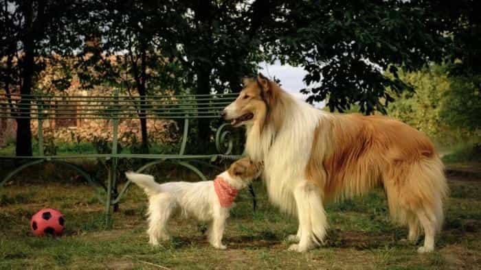 نقد و بررسی فیلم لاسی: یک ماجراجویی جدید (2023) | چی‌بینو