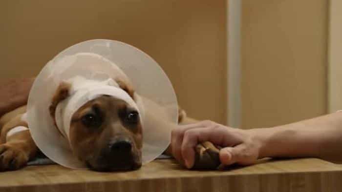 نقد و بررسی فیلم امید سوزی محصول سال 2013 | چی‌بینو