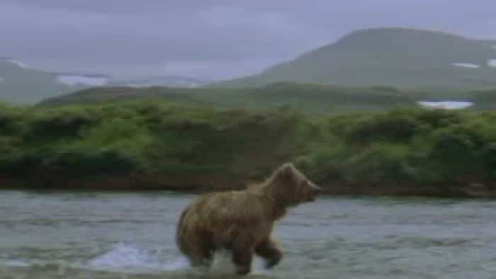 تماشای فیلم خرس ها محصول سال 2014 | چی‌بینو