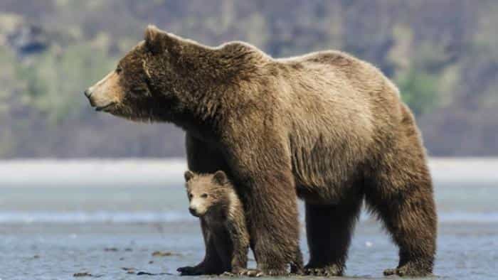 تماشای فیلم خرس ها محصول سال 2014 | چی‌بینو