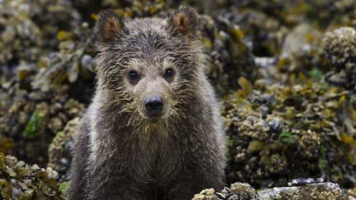 تماشای فیلم خرس ها محصول سال 2014 | چی‌بینو