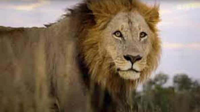 تماشای سریال حیوانات غول‌پیکر محصول سال 2023 | چی‌بینو