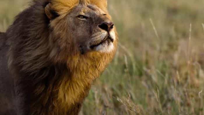نقد و بررسی فیلم طعمه محصول سال 2024 | چی‌بینو
