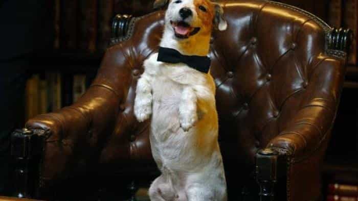 نقد و بررسی فیلم سگ میلیونر محصول سال 2014 | چی‌بینو