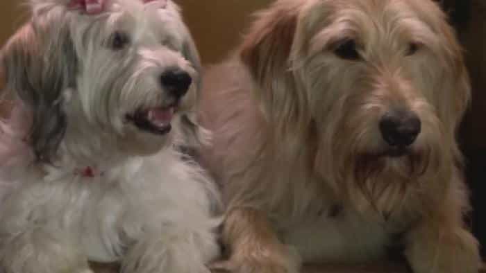 نقد و بررسی فیلم سگ خوش‌شانس محصول سال 2015 | چی‌بینو