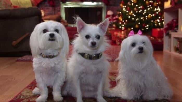 نقد و بررسی فیلم سه سگ شجاع محصول سال 2014 | چی‌بینو