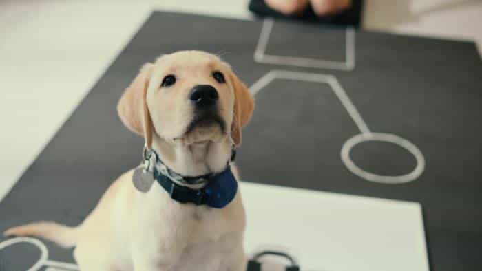 تماشای فیلم درون ذهن یک سگ محصول سال 2024 | چی‌بینو