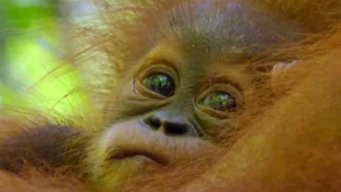 نقد و بررسی فیلم زندگی پنهان اورانگوتان ها (2024) | چی‌بینو