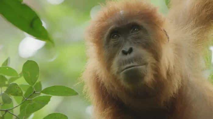 نقد و بررسی فیلم زندگی پنهان اورانگوتان ها (2024) | چی‌بینو