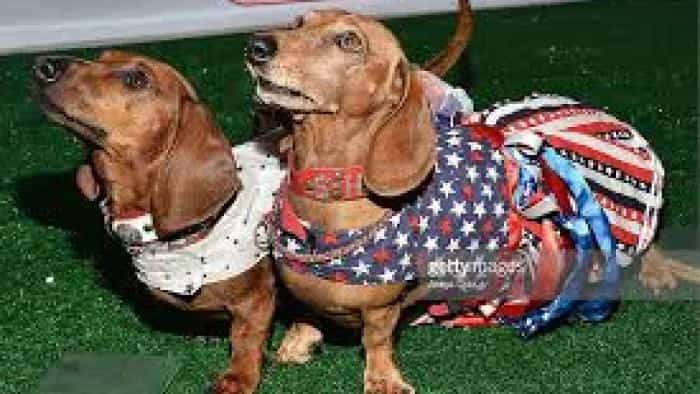 نقد و بررسی فیلم مسابقات جهانی سگ‌های داکسند (2016)