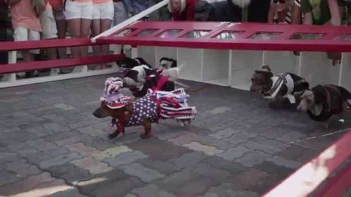 نقد و بررسی فیلم مسابقات جهانی سگ‌های داکسند (2016)