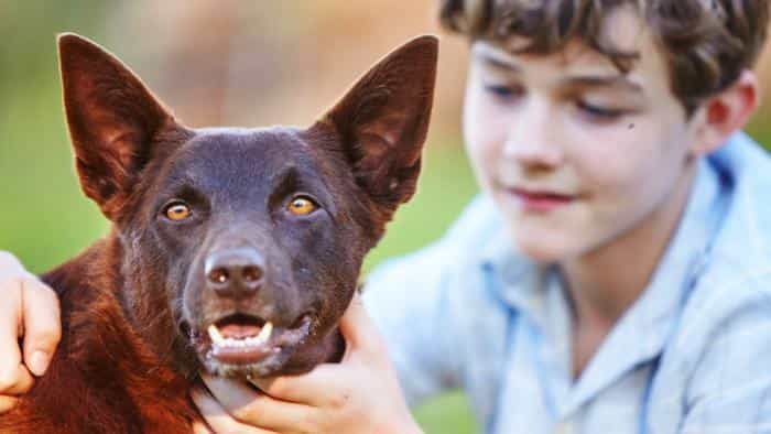 نقد و بررسی فیلم سگ قرمز: آبی واقعی محصول سال 2016 | چی‌بینو