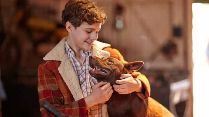 نقد و بررسی فیلم سگ قرمز: آبی واقعی محصول سال 2016 | چی‌بینو