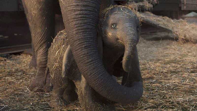 تماشای فیلم دامبو محصول سال 2019 | چی‌بینو