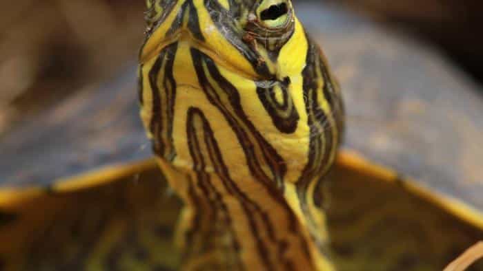 نقد و بررسی سریال ستارگان برکه محصول سال 2014 | چی‌بینو