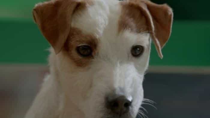 نقد و بررسی فیلم جنون راسل محصول سال 2015 | چی‌بینو