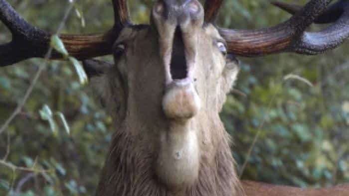 تماشای فیلم فصل‌ها محصول سال 2015 | چی‌بینو