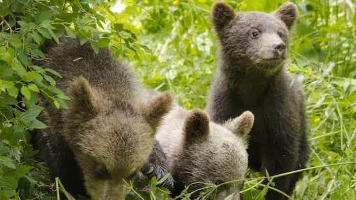 تماشای فیلم فصل‌ها محصول سال 2015 | چی‌بینو