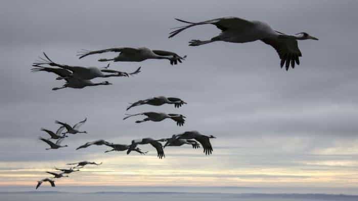 تماشای فیلم فصل‌ها محصول سال 2015 | چی‌بینو