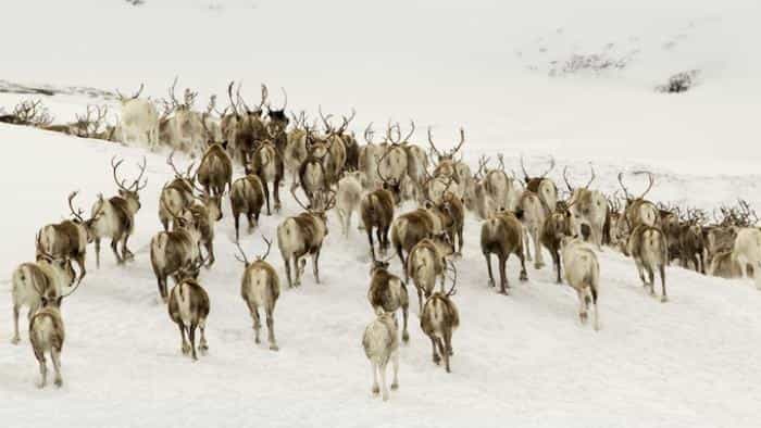 تماشای فیلم فصل‌ها محصول سال 2015 | چی‌بینو