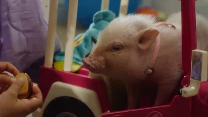 نقد و بررسی فیلم آرو: خوک شکم‌گنده محصول سال 2016 | چی‌بینو