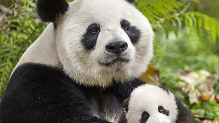 تماشای فیلم متولد چین محصول سال 2016 | چی‌بینو