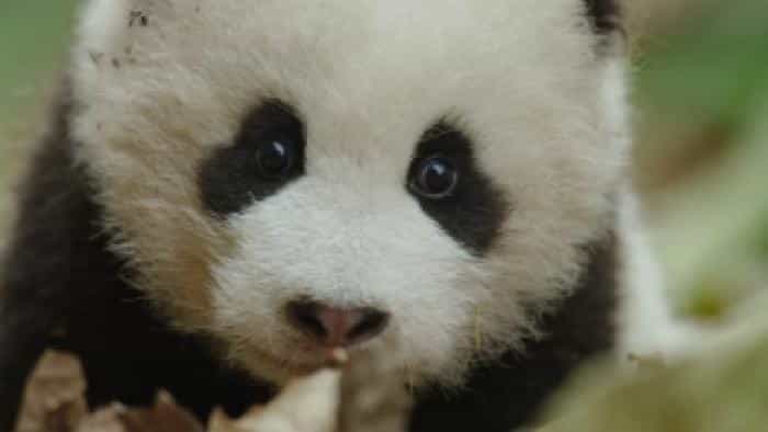 تماشای فیلم متولد چین محصول سال 2016 | چی‌بینو