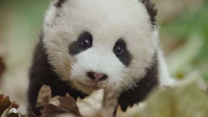 تماشای فیلم متولد چین محصول سال 2016 | چی‌بینو