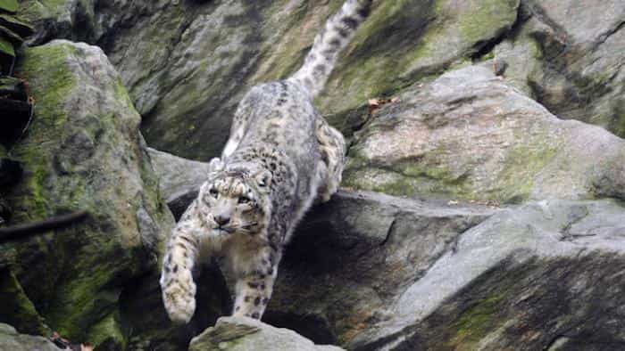 تماشای فیلم متولد چین محصول سال 2016 | چی‌بینو