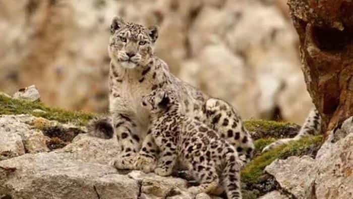 تماشای فیلم متولد چین محصول سال 2016 | چی‌بینو